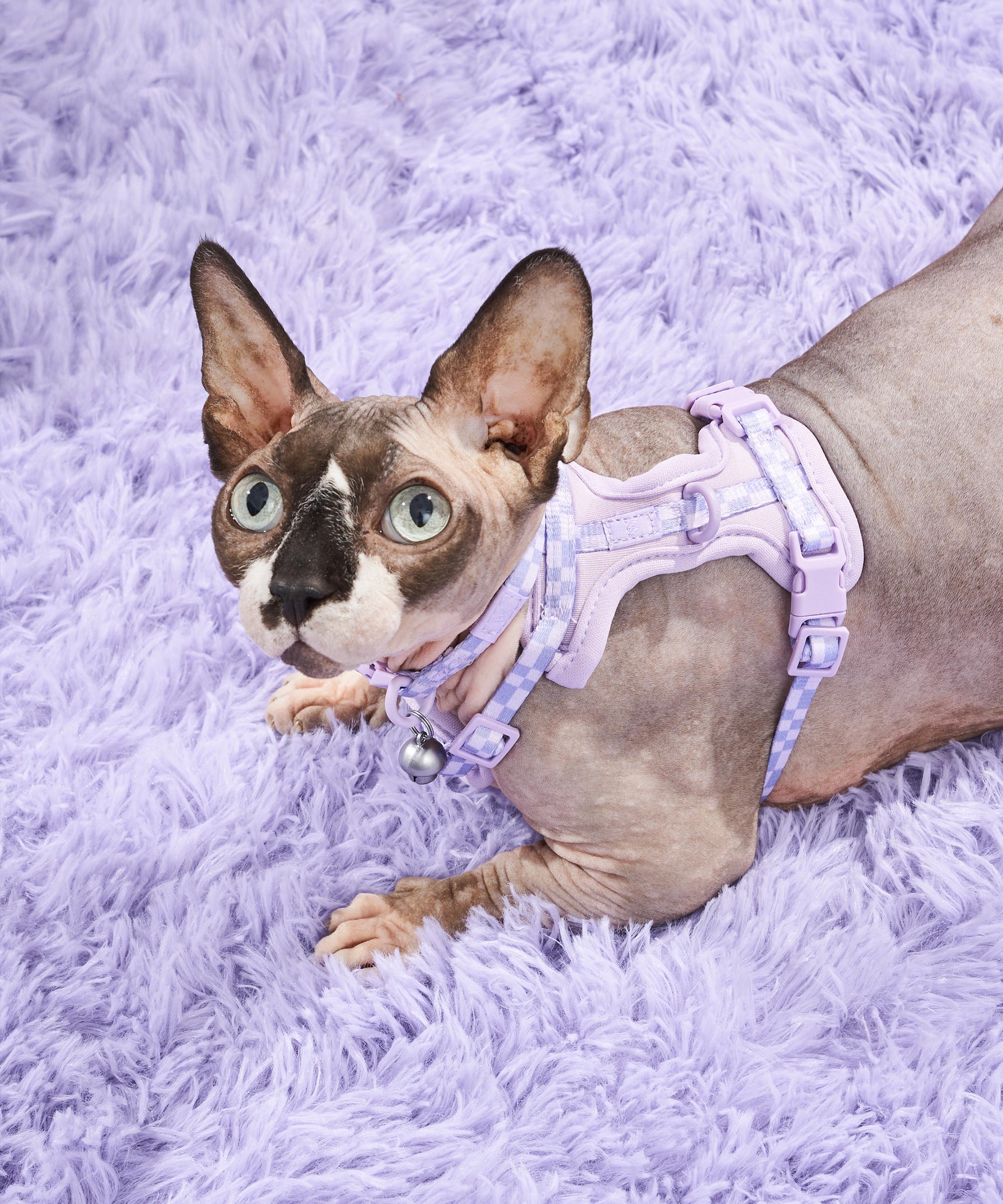 Cat Harness & Leash + Collar Kit - View 2
