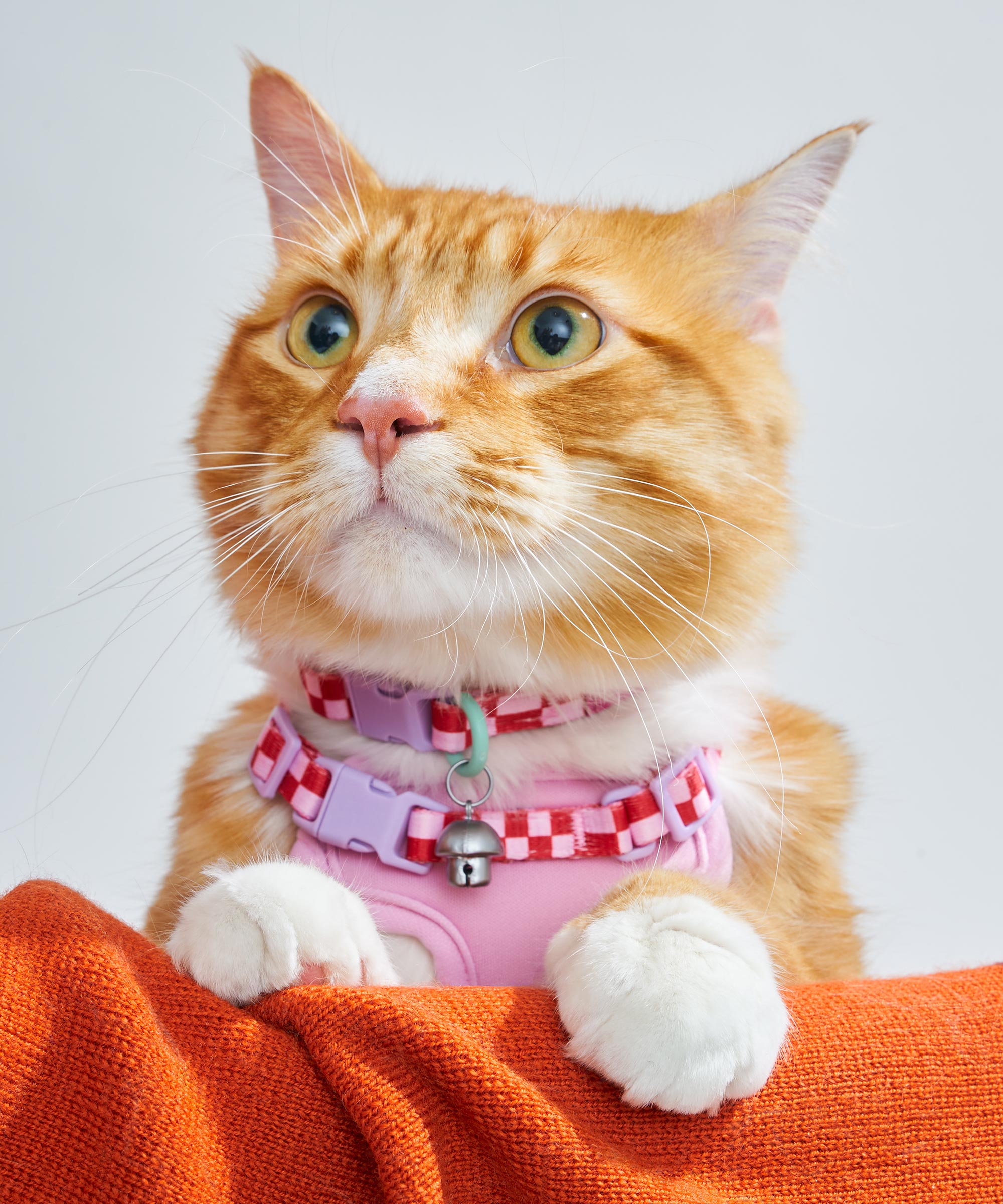 Cat Harness & Leash + Collar Kit - View 4