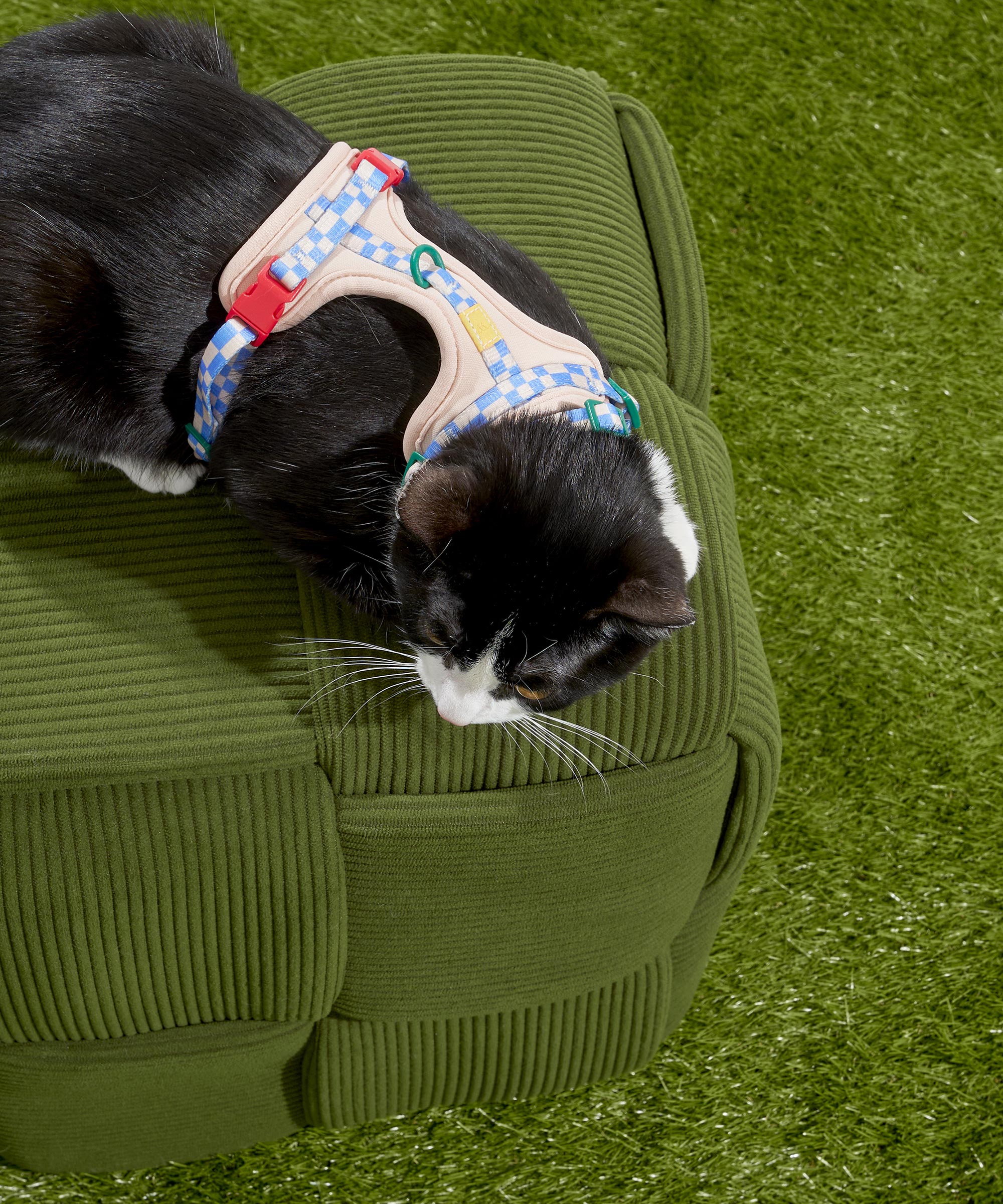 Cat Harness & Leash + Collar Kit - View 6
