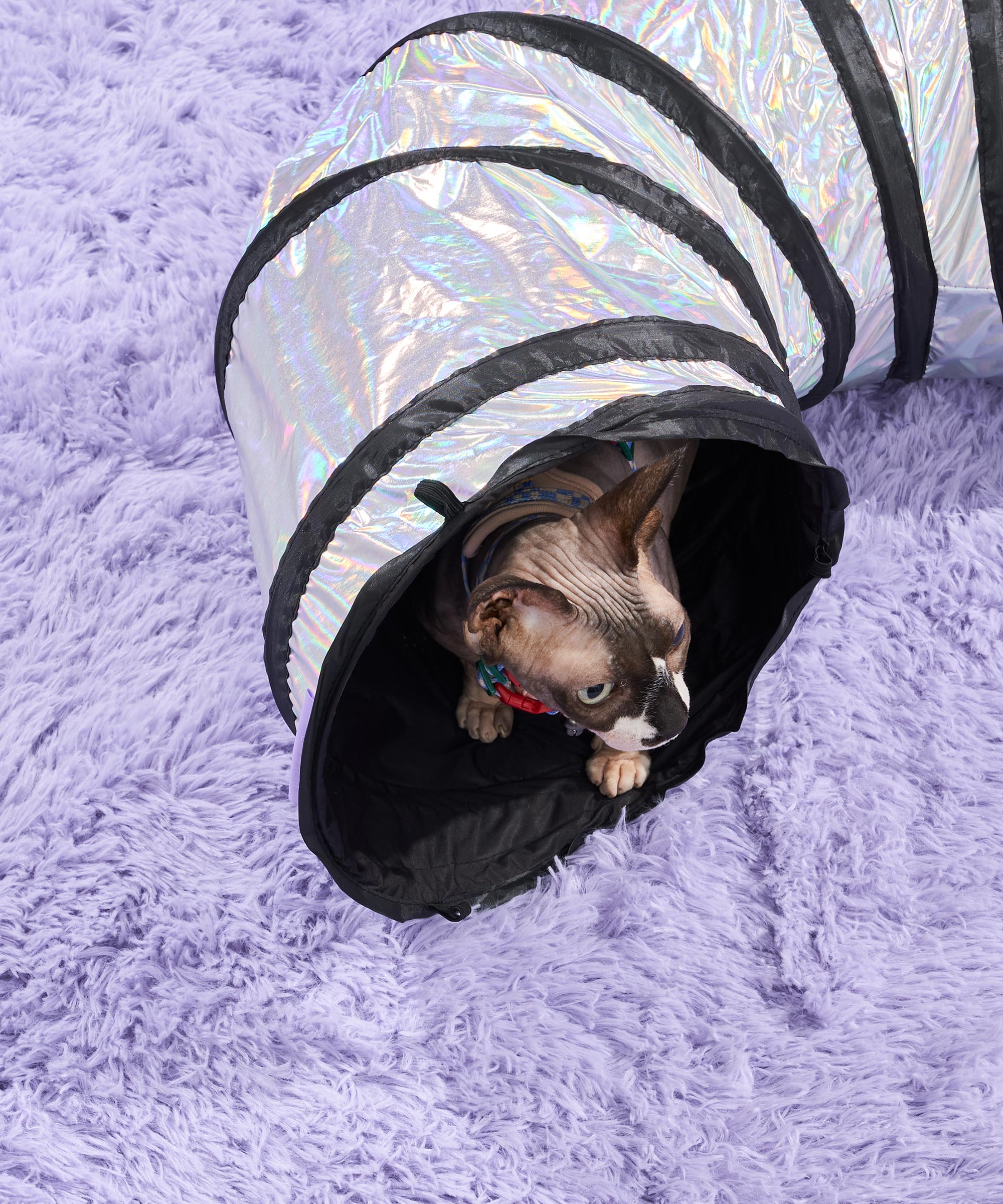 Cat Tunnel - View 2