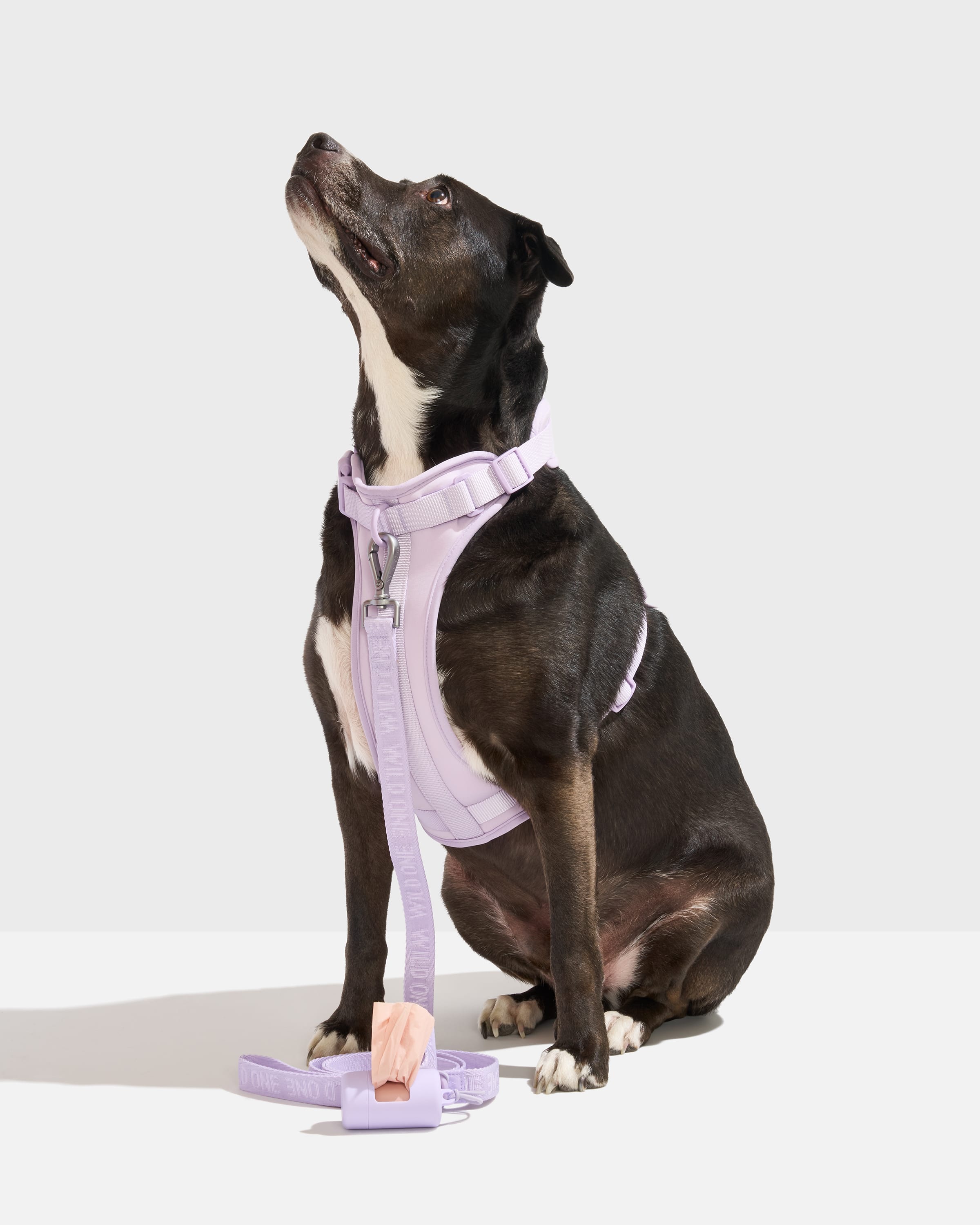 Cushioned Harness + Lightweight Leash Walk Kit - View 2