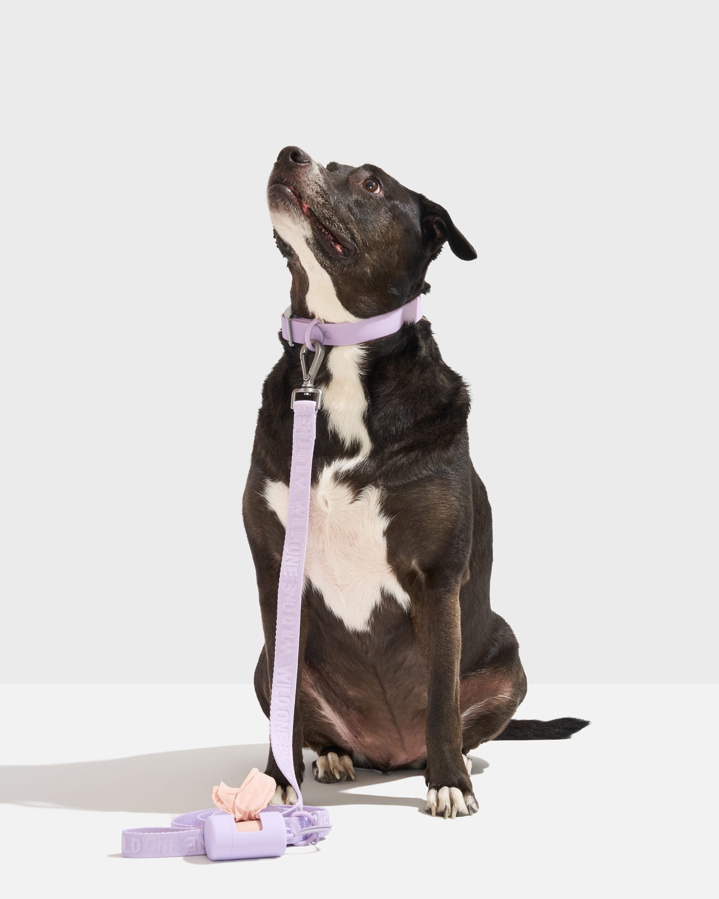 Quick-Release Collar + Lightweight Leash Walk Kit - View 2