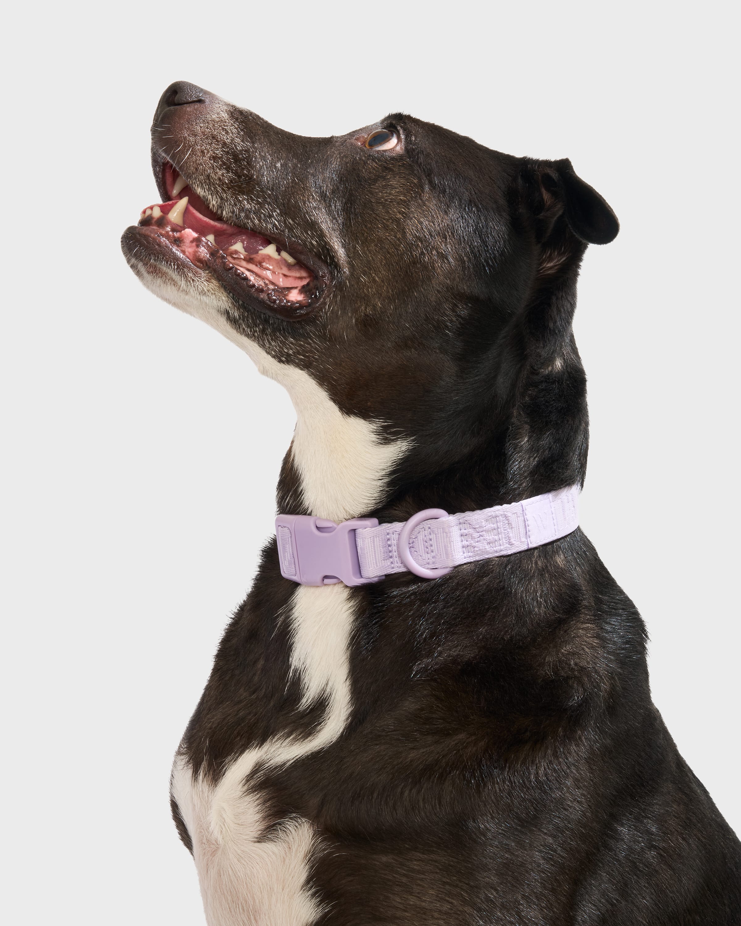 Quick-Release Collar + Hands-Free Rope Leash Walk Kit - View 3