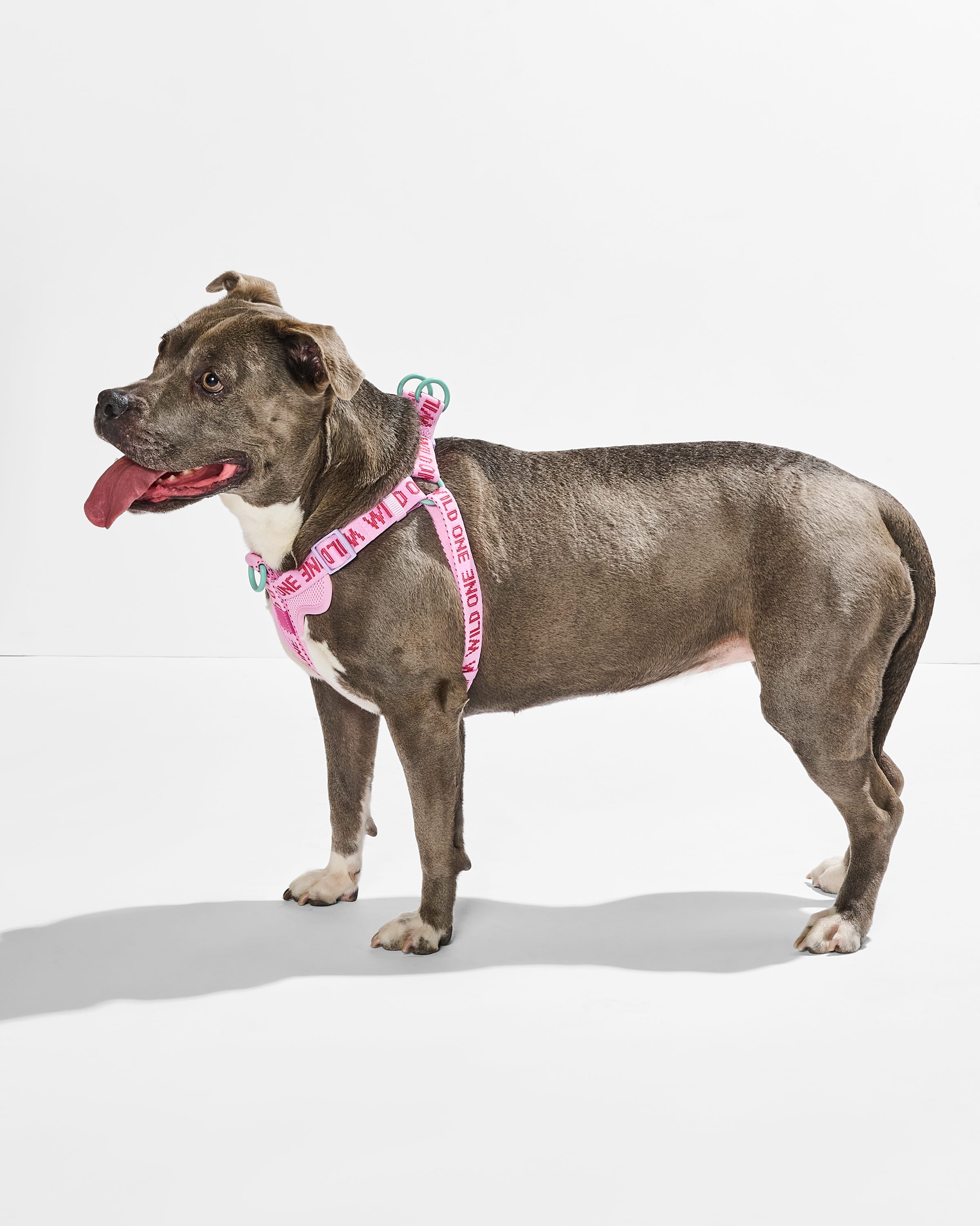 Step-In Harness + Waterproof Leash Walk Kit - View 5