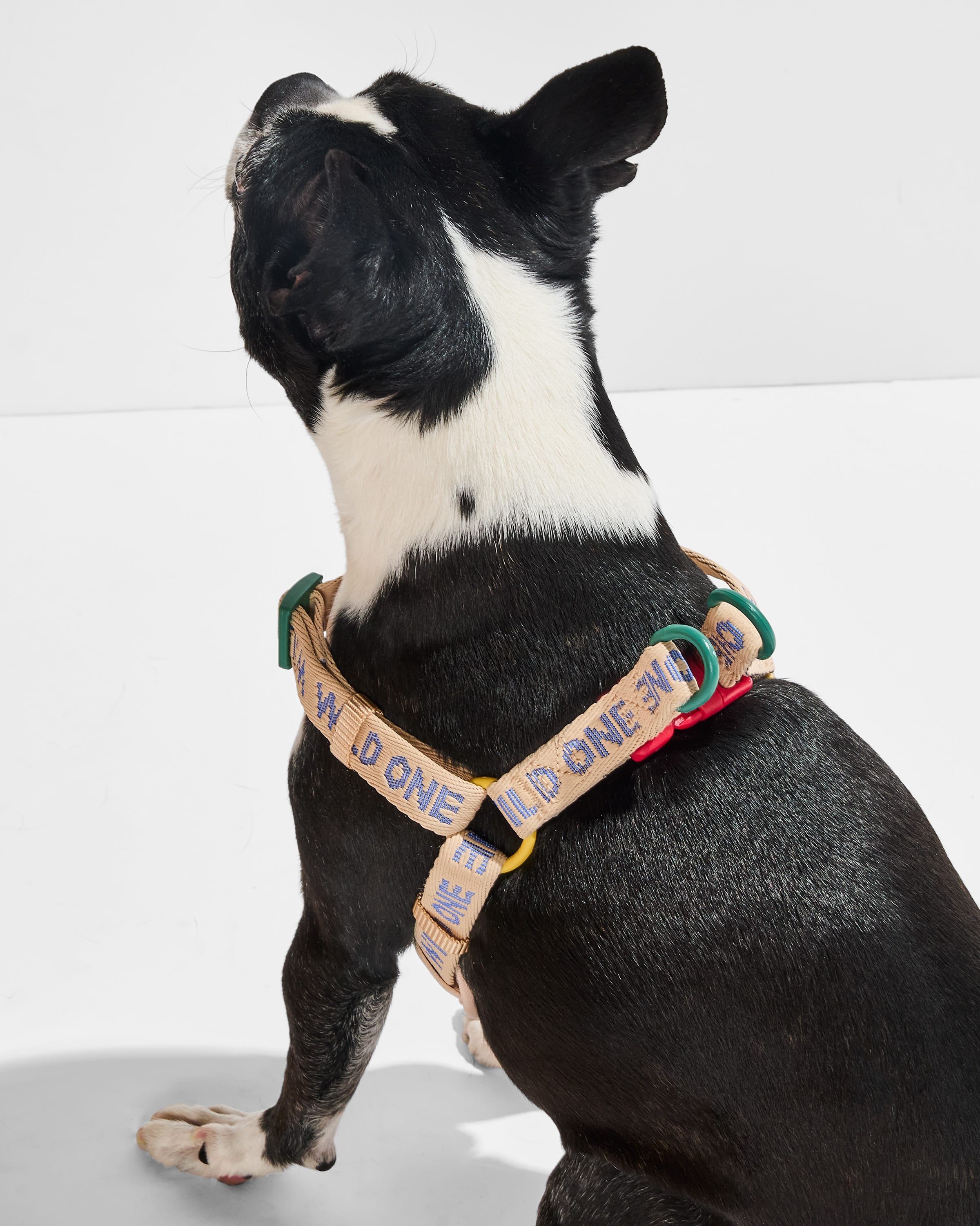 Step-In Dog Harness - View 5