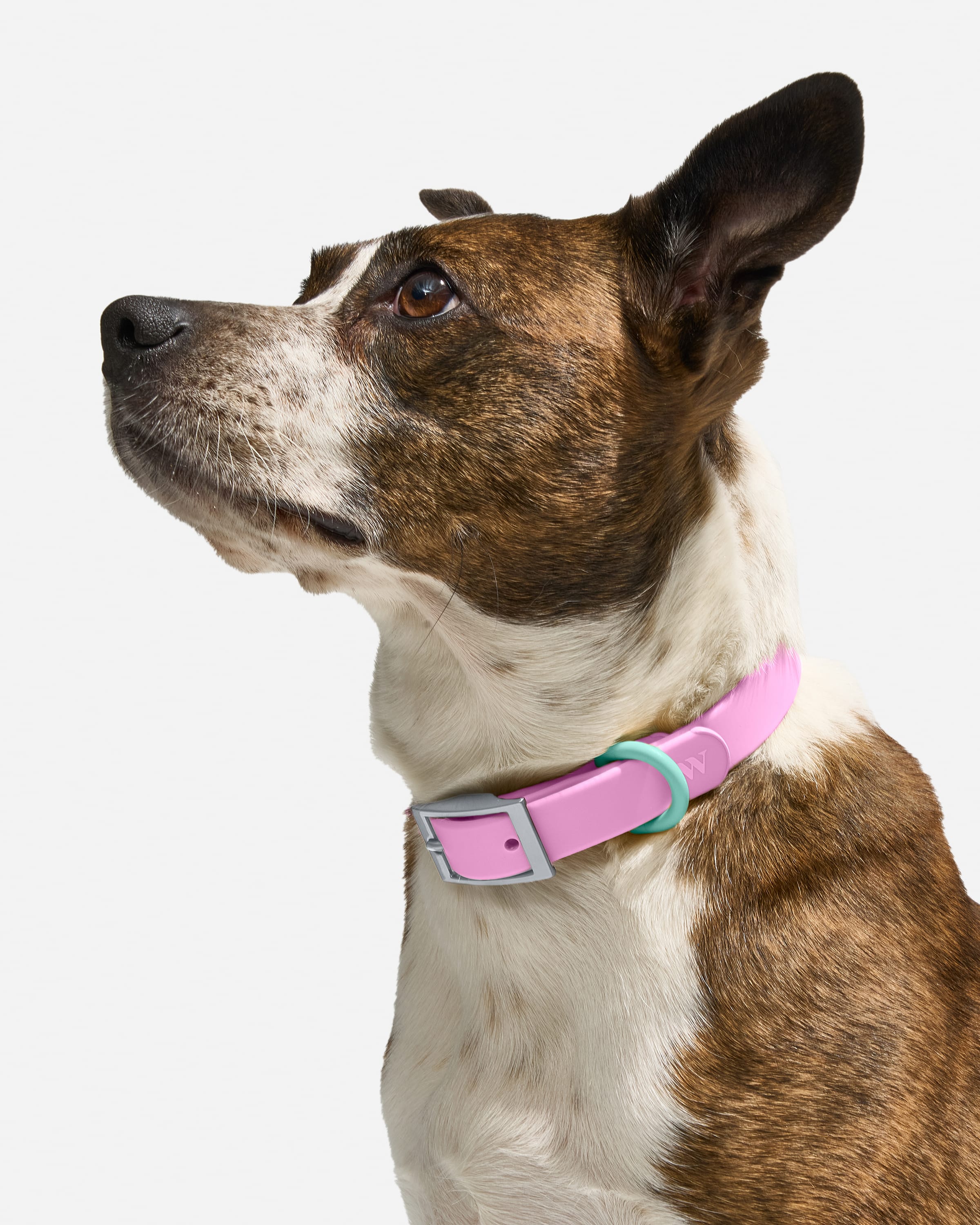 Waterproof Dog Collar - View 2