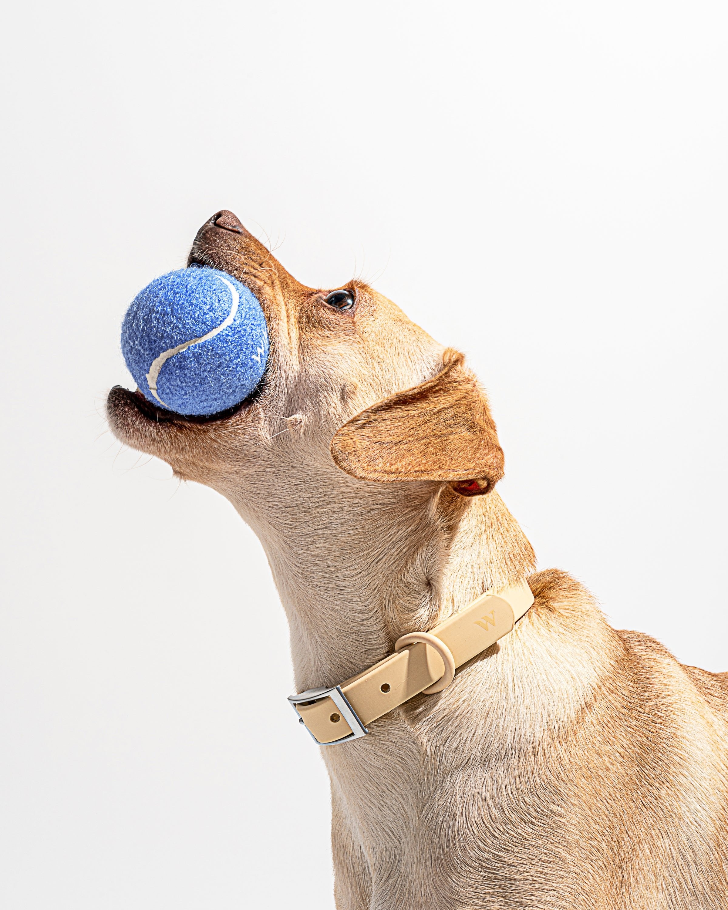 Tennis Balls - View 2